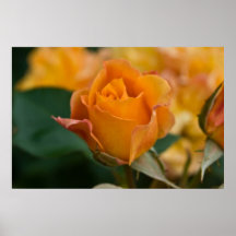 Orange Rose DSC3450 Plakatdruck