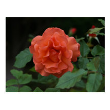 Orange Rose Postcards