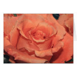 Orange Rosen-Karte