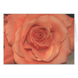 Orange Rosen-Karte (Version C)