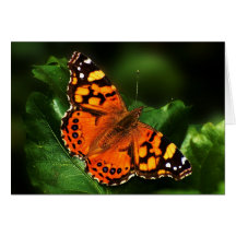 Orange Schmetterling Grußkarte