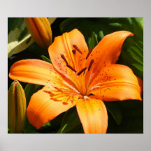 Orange Stargazer-Lilien Plakat
