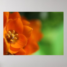 Orange Stern-Blume Plakatdruck