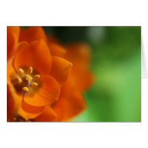 Orange Stern-Blumen-Einladungs-Karte