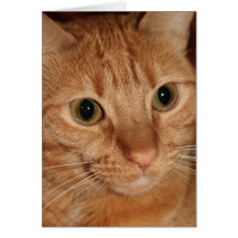 Orange Tabby-Katzen-Gesicht Grußkarte