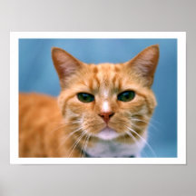 Orange Tabby-Miezekatze-Kätzchen-Katze Plakat