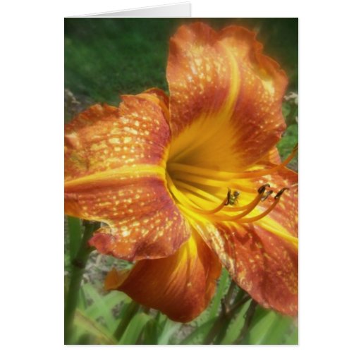 Orange Taglilie Karten