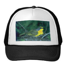 Orangebreasted Bush Shrike Netzkappen