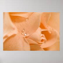 OrangeRose Plakat