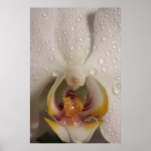 Orchidee Poster