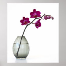 Orchidee Posterdrucke