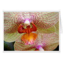 Orchideen-Gruß-Karte