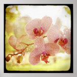 Orchideen-Plakat