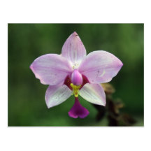 Orchideen-Postkarte