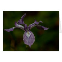 Oregon-Iris Grußkarte