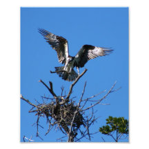 Osprey-Gebäude-Nest Fotodrucke