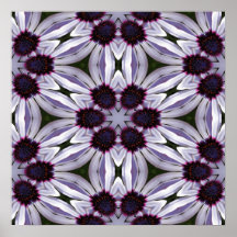 Osteospermum abstraktes Plakat