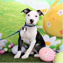Ostern - Pitbull - Artillerist Foto Skulptur