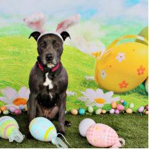 Ostern - Pitbull - Artillerist Photoskulpturen