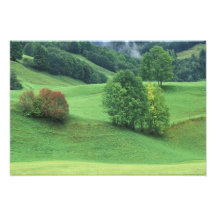 Österreich. Rollender grüner Abhang und Bäume Kunst Fotos