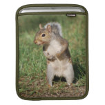 Ostgrau-Eichhörnchen ipad Hülse iPad Sleeve