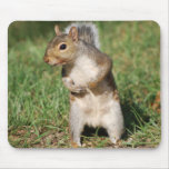 Ostgrau-Eichhörnchen mousepad
