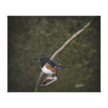 OstTowhee Wildbird dehnte Leinwand-Druck aus Galerie Gefaltete Leinwand