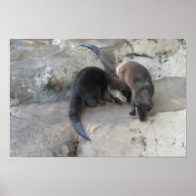 Otter Plakate