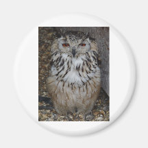 owl1 magnete