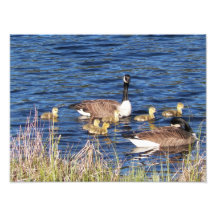 Paare der kanadischen Gänse mit Gänschen Photoprii