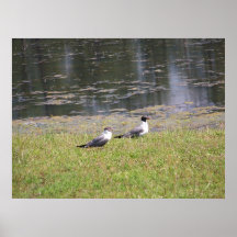 Paare Guls Plakatdrucke