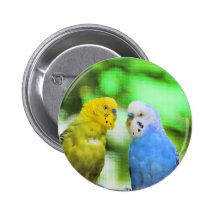 Paare Parakeets Button