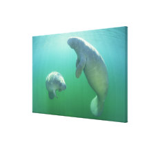 Paare schwimmende Florida-Manatis Leinwand Druck