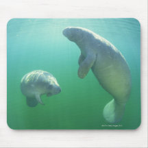 Paare schwimmende Florida-Manatis Mauspads