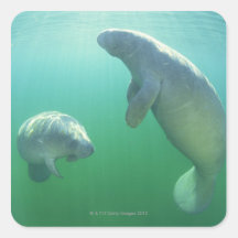 Paare schwimmende Florida-Manatis Sticker