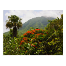Palme, extravaganter Baum, karibische Vulkan-Spitz Postkarte