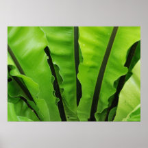 Palme Frawn Plakate