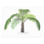 Palme-Illustration III Sammlung Postkarten