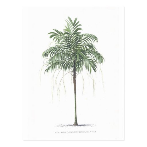 Palme-Illustration Sammlung Postkarte
