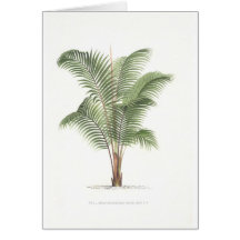 Palme-Illustrationssammlung Karten