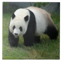 panda114 keramikfliesen