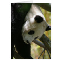 Panda #1 grußkarten