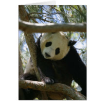 Panda #2 karte