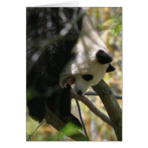 Panda #3 karte