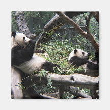 Panda am San Diego Zoo Magnete