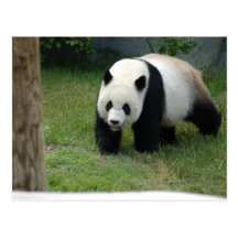 Panda-Bärn-Postkarte