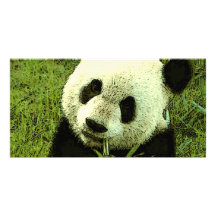 Panda-Foto-Karte Bilderkarten