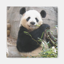 Panda-Imbiss Kühlschrankmagnete