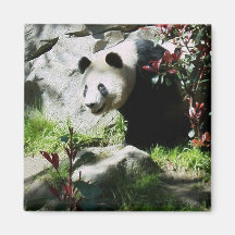 Panda-Lächelnmagnet Kühlschrankmagnet