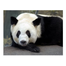 Panda-Postkarte